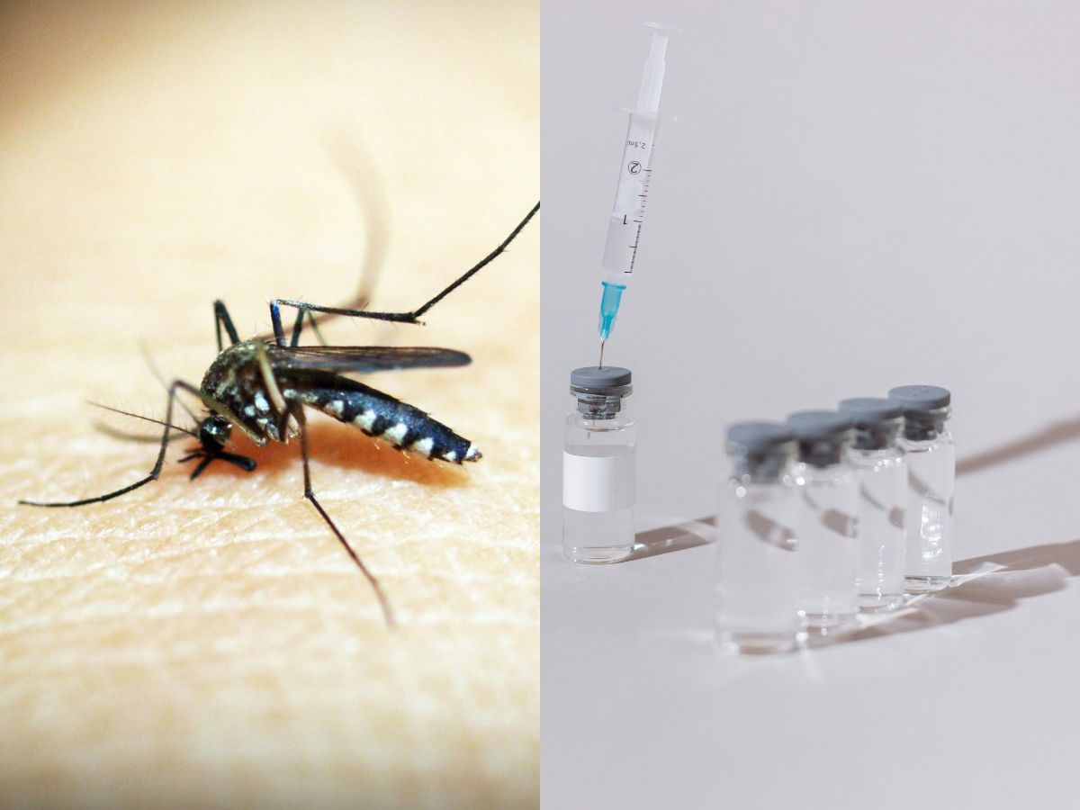 dengue